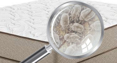dust-mite
